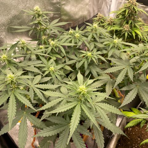 Glueberry OG Auto growlog timeline photo
