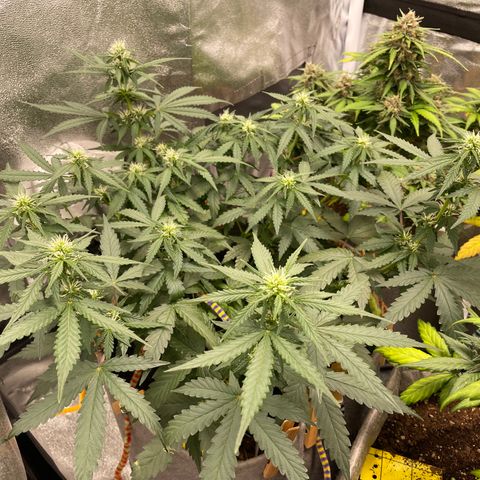Glueberry OG Auto growlog timeline photo