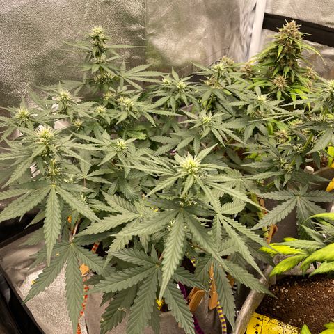 Glueberry OG Auto growlog timeline photo