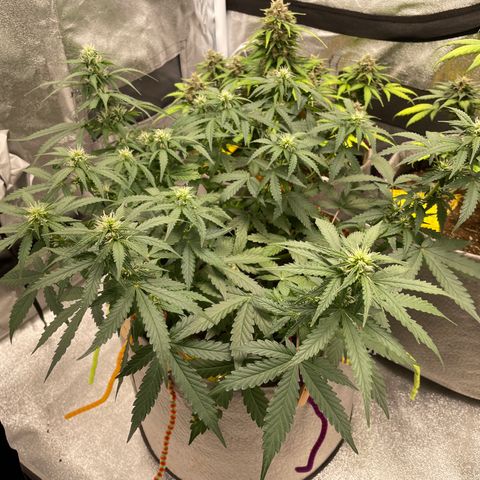 Glueberry OG Auto growlog timeline photo