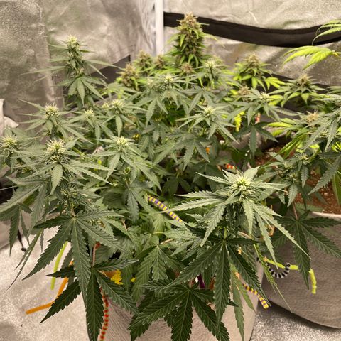 Glueberry OG Auto growlog timeline photo
