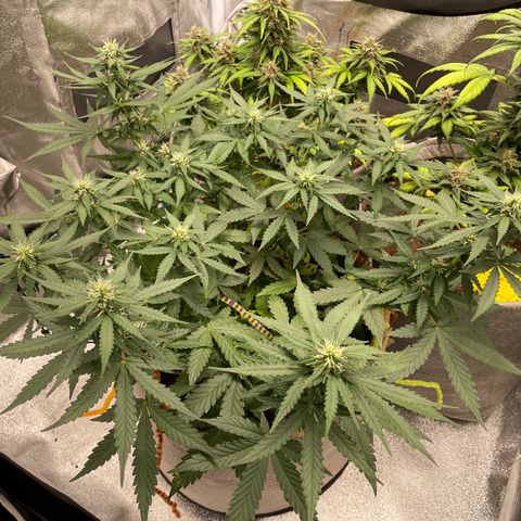 Glueberry OG Auto growlog timeline photo