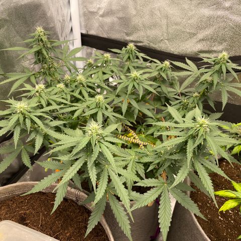 Glueberry OG Auto growlog timeline photo