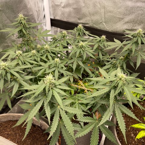 Glueberry OG Auto growlog timeline photo