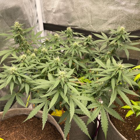 Glueberry OG Auto growlog timeline photo