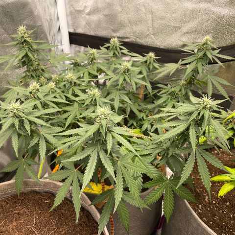 Glueberry OG Auto growlog timeline photo