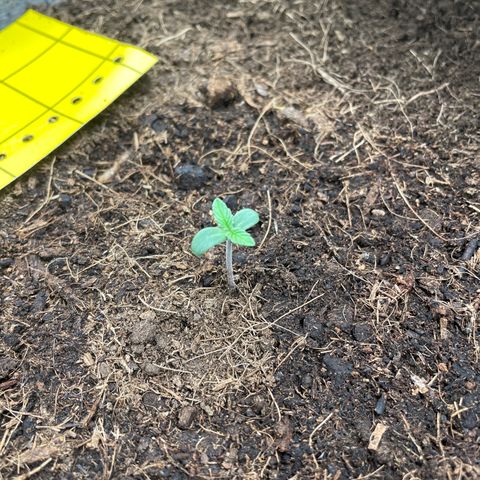 Auto Chem Scout growlog timeline photo
