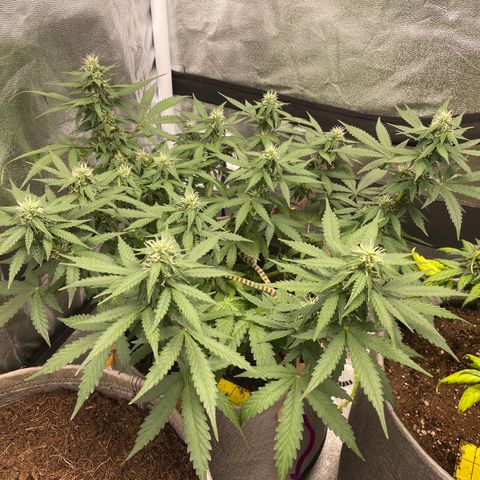 Glueberry OG Auto growlog timeline photo