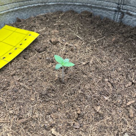 Auto Chem Scout growlog timeline photo