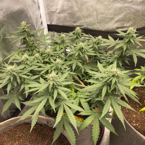 Glueberry OG Auto growlog timeline photo