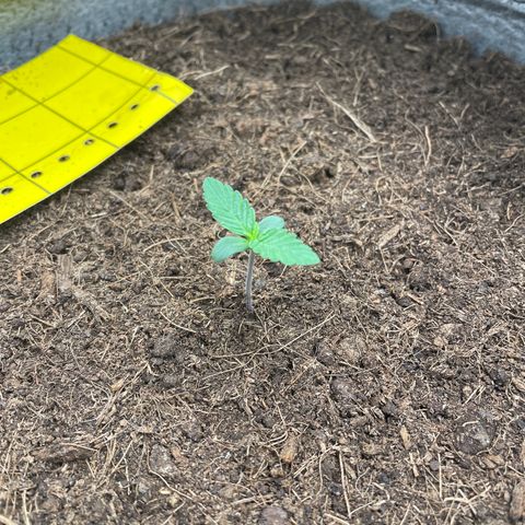 Auto Chem Scout growlog timeline photo