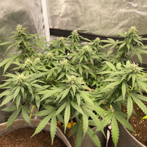Glueberry OG Auto growlog timeline photo