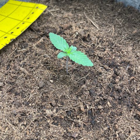 Auto Chem Scout growlog timeline photo