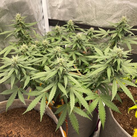 Glueberry OG Auto growlog timeline photo