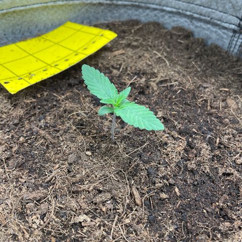 Auto Chem Scout growlog timeline photo