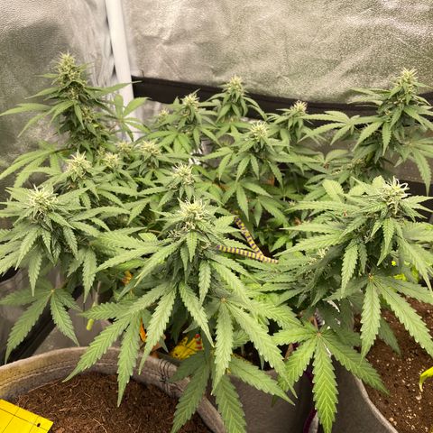 Glueberry OG Auto growlog timeline photo