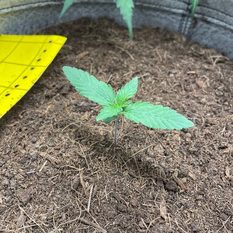 Auto Chem Scout growlog timeline photo