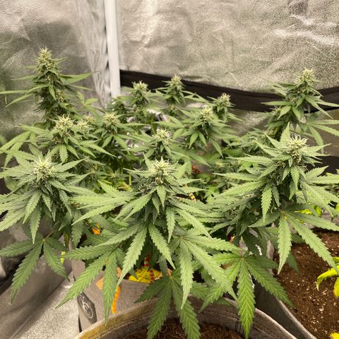 Glueberry OG Auto growlog timeline photo