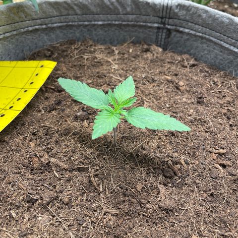 Auto Chem Scout growlog timeline photo