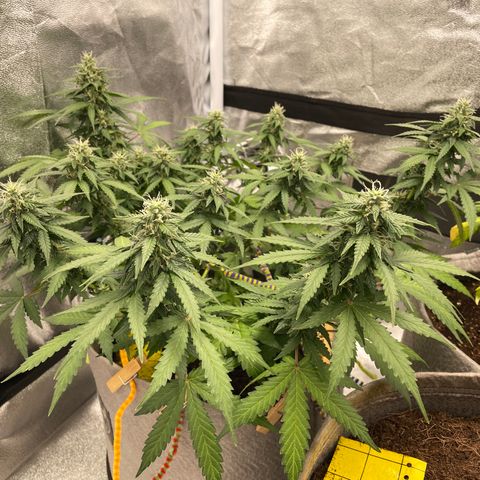 Glueberry OG Auto growlog timeline photo