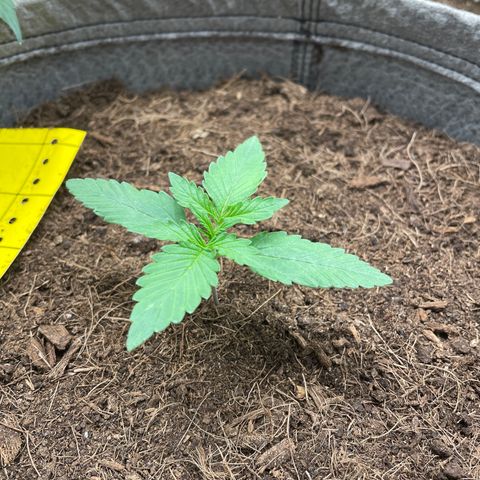 Auto Chem Scout growlog timeline photo