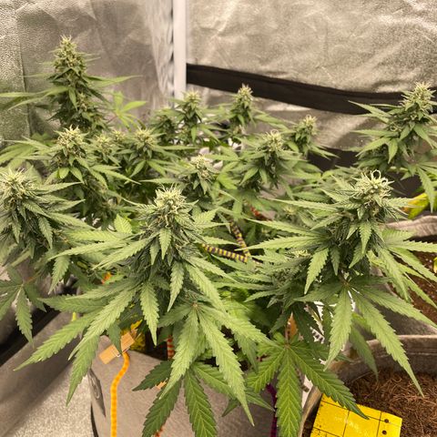 Glueberry OG Auto growlog timeline photo