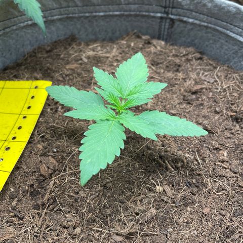 Auto Chem Scout growlog timeline photo