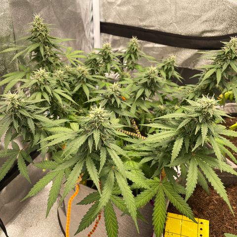 Glueberry OG Auto growlog timeline photo