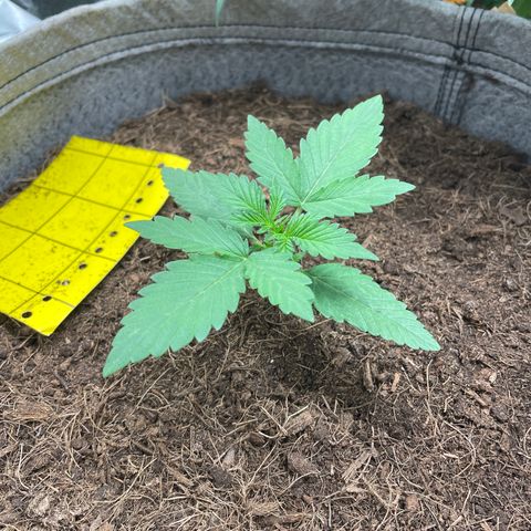 Auto Chem Scout growlog timeline photo