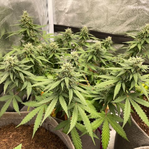 Glueberry OG Auto growlog timeline photo