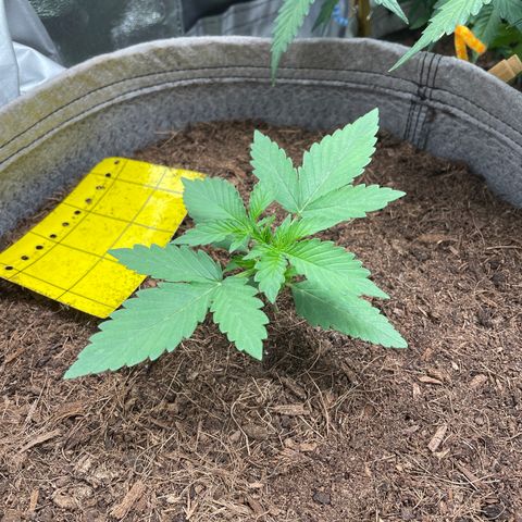 Auto Chem Scout growlog timeline photo