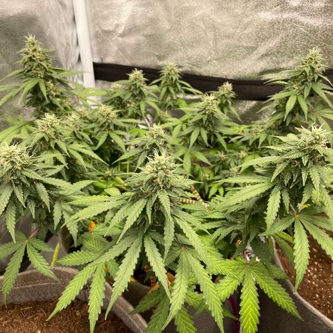 Glueberry OG Auto growlog timeline photo