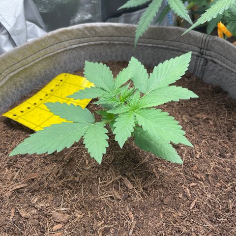 Auto Chem Scout growlog timeline photo