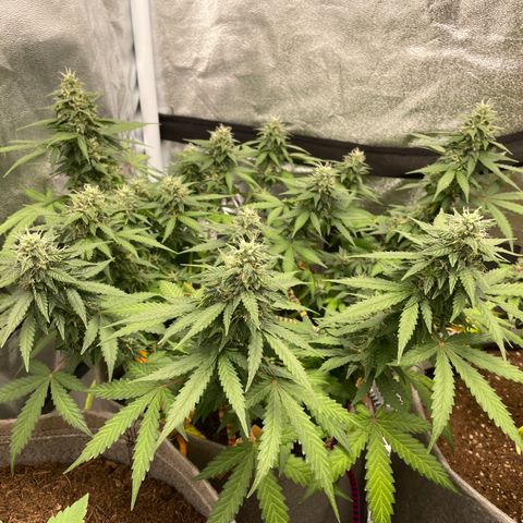 Glueberry OG Auto growlog timeline photo