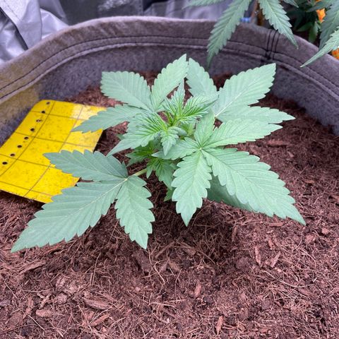 Auto Chem Scout growlog timeline photo