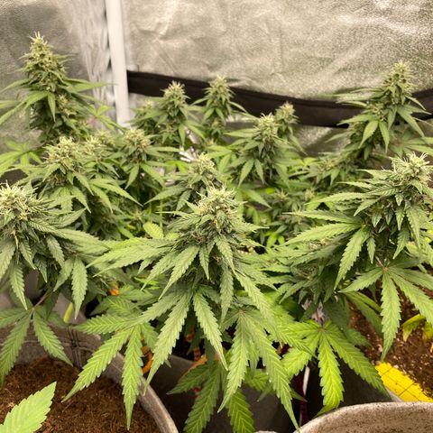 Glueberry OG Auto growlog timeline photo