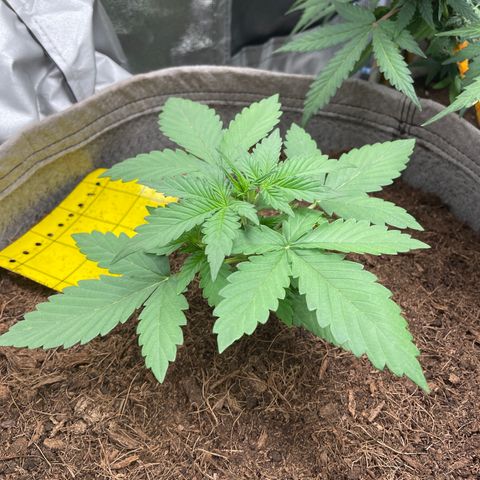 Auto Chem Scout growlog timeline photo