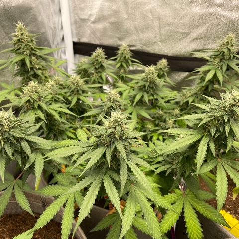 Glueberry OG Auto growlog timeline photo