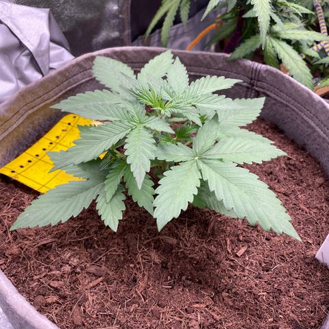Auto Chem Scout growlog timeline photo