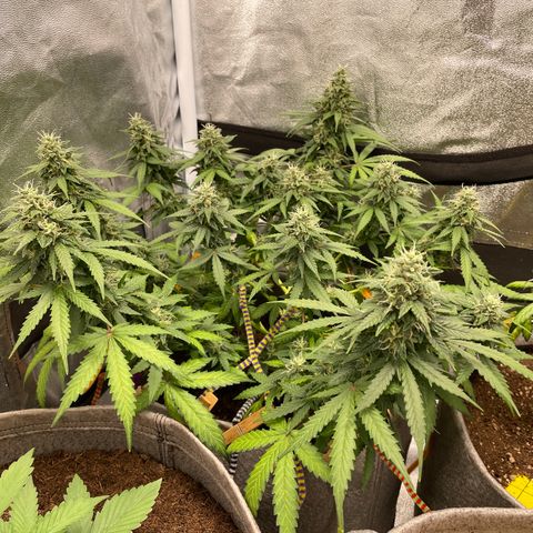 Glueberry OG Auto growlog timeline photo