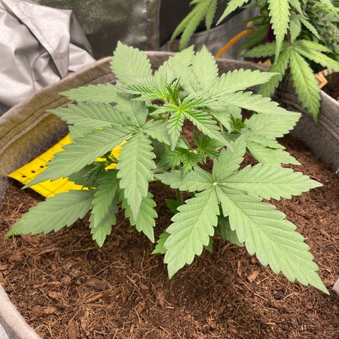 Auto Chem Scout growlog timeline photo