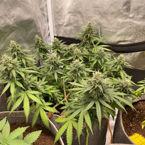 Glueberry OG Auto growlog timeline photo
