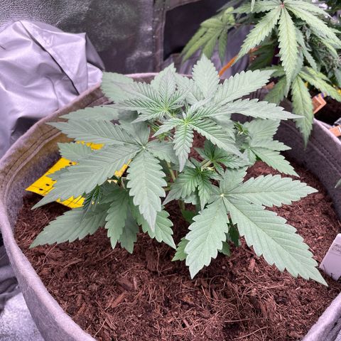 Auto Chem Scout growlog timeline photo