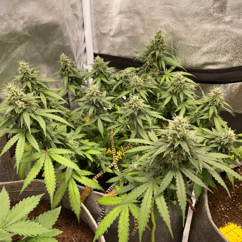 Glueberry OG Auto growlog timeline photo