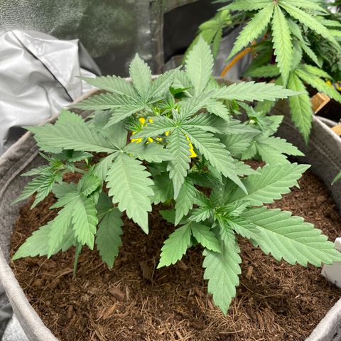 Auto Chem Scout growlog timeline photo