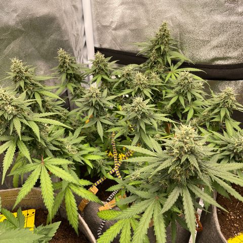 Glueberry OG Auto growlog timeline photo