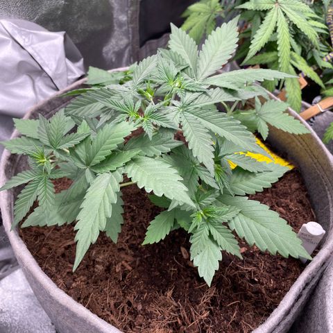 Auto Chem Scout growlog timeline photo