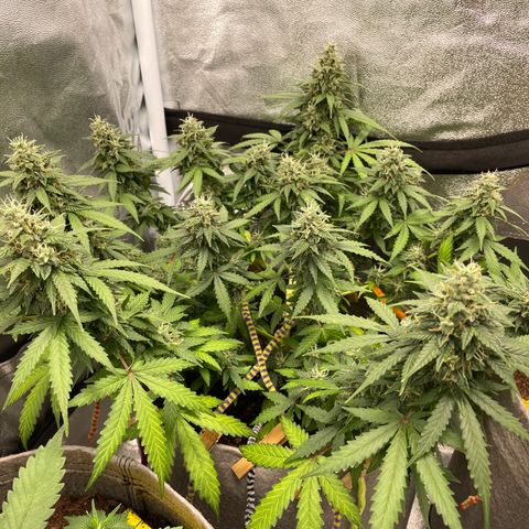 Glueberry OG Auto growlog timeline photo