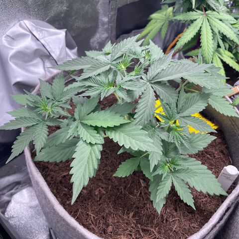 Auto Chem Scout growlog timeline photo