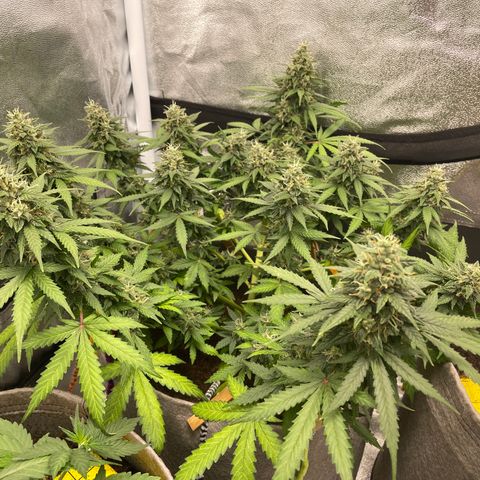 Glueberry OG Auto growlog timeline photo